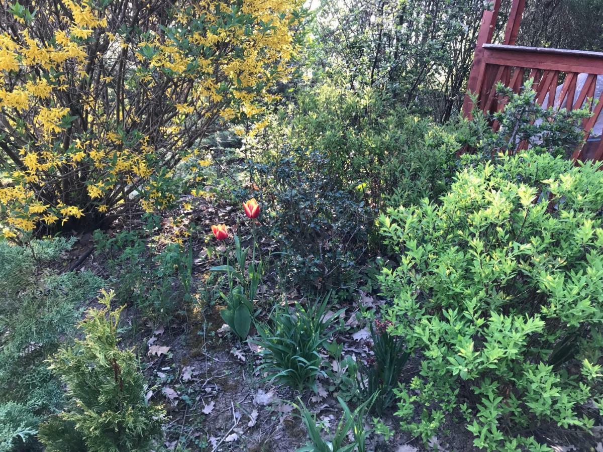 Holiday home Orchidea Vendeghaz - Zebegeny